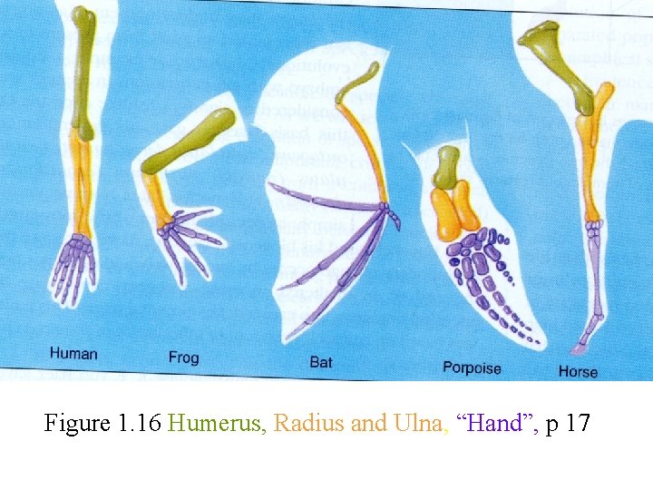 Figure 1. 16 Humerus, Radius and Ulna, “Hand”, p 17 