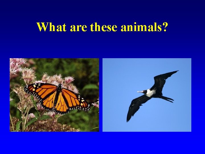 What are these animals? 