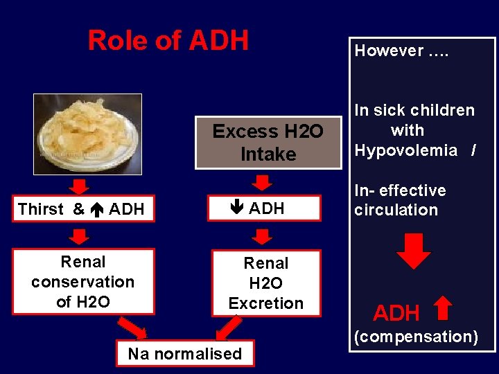 Role of ADH Excess H 2 O Intake Thirst & ADH Renal conservation of