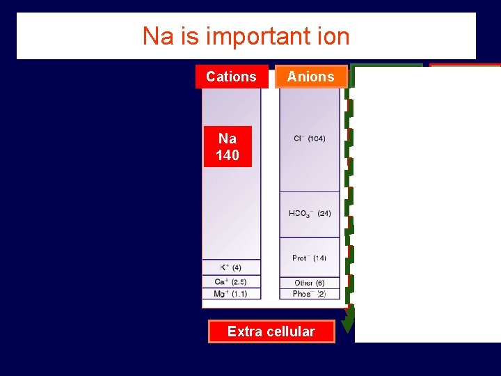 Na is important ion Cations Anions Na 140 Extra cellular Cations Anions K 140