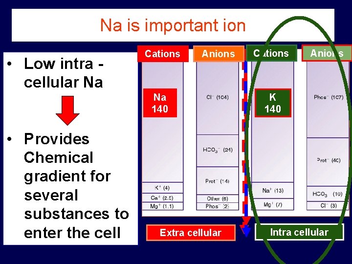 Na is important ion • Low intra cellular Na Cations Anions Na 140 •