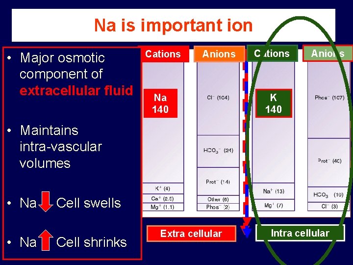 Na is important ion • Major osmotic component of extracellular fluid Cations Anions Na