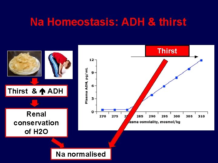 Na Homeostasis: ADH & thirst Thirst & ADH Renal conservation of H 2 O