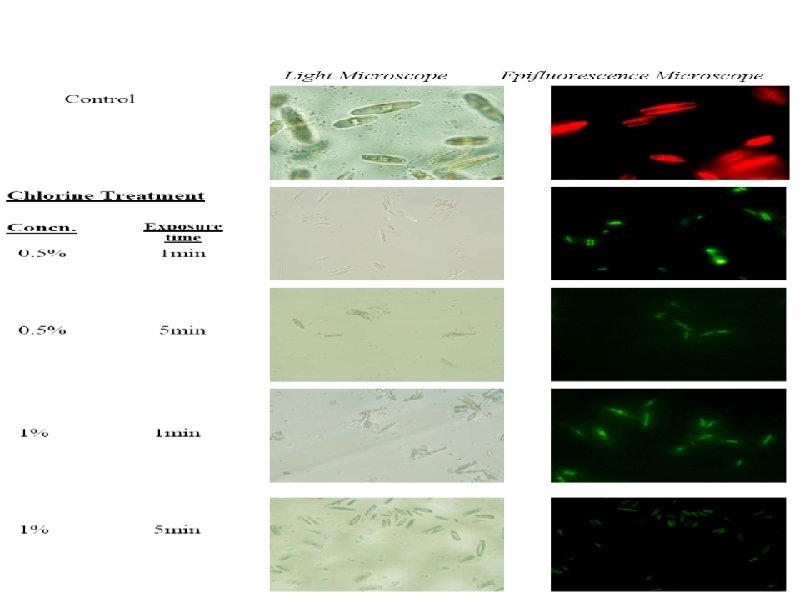 Chlorophyll fluorescence - Navicula 