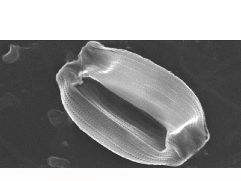 Live Amphora control 