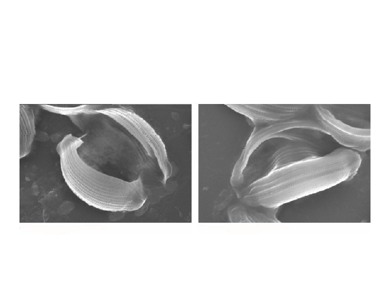 Amphora chlorine treated 0. 5% 1 min exposure 0. 5% 5 min exposure 