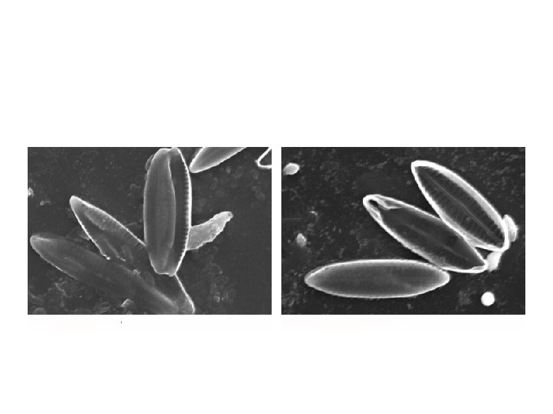 Cl 1% 1 min exposure 1 % 5 min exposure 