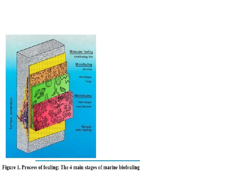 Biofouling- An Intro a. Biofouling is serious problem of rapid colonization of aquatic species