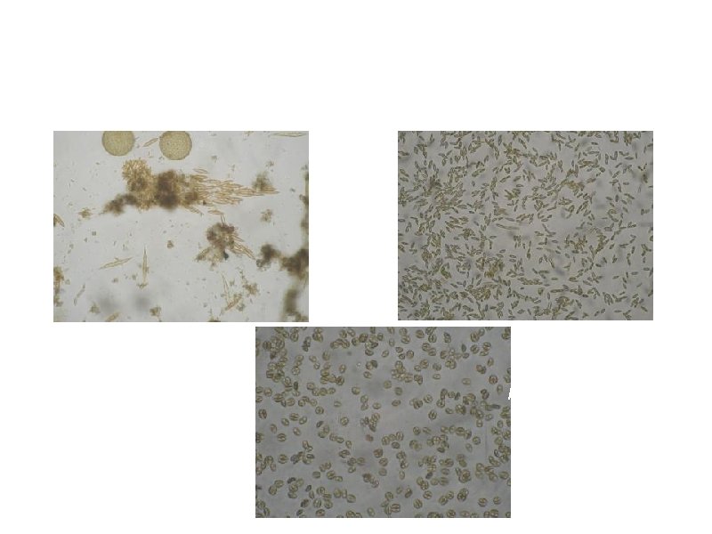 Images of mono & multi species biofilm Natural biofilm Amphora biofilm Navicula biofilm 