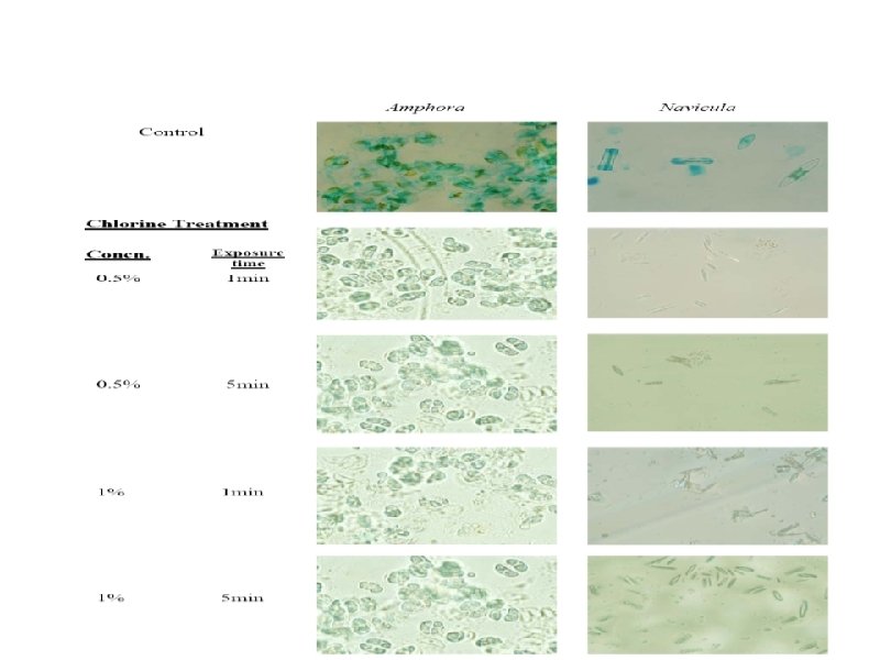 EPS ASSAY- Alcian Blue method 
