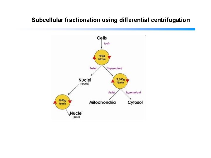Subcellular fractionation using differential centrifugation 