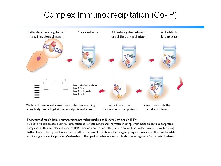 Complex Immunoprecipitation (Co-IP) 