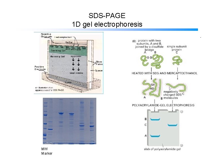 SDS-PAGE 1 D gel electrophoresis MW Marker 