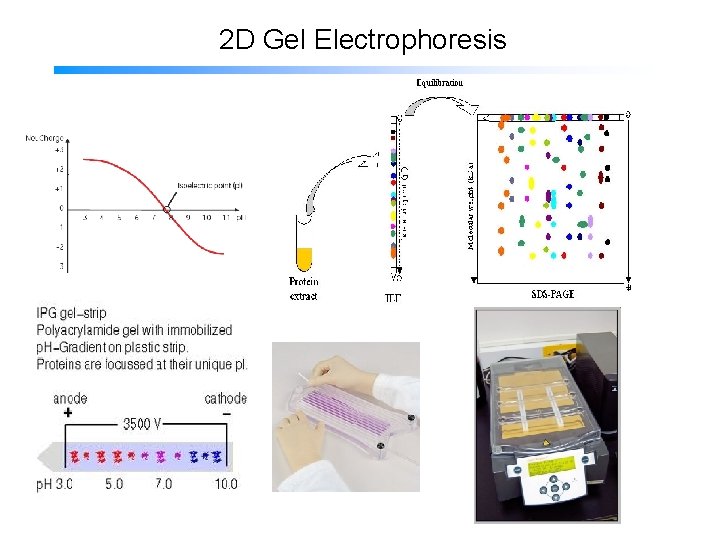 2 D Gel Electrophoresis 