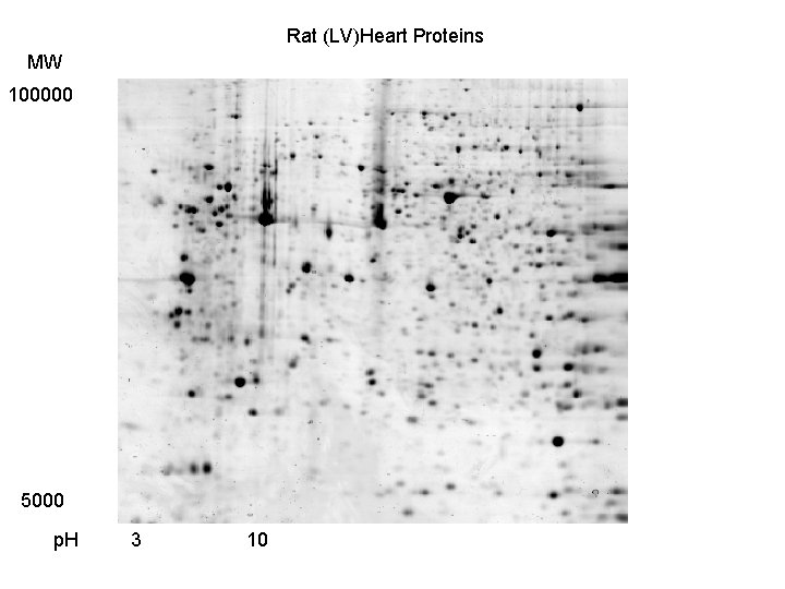 Rat (LV)Heart Proteins MW 100000 5000 p. H 3 10 