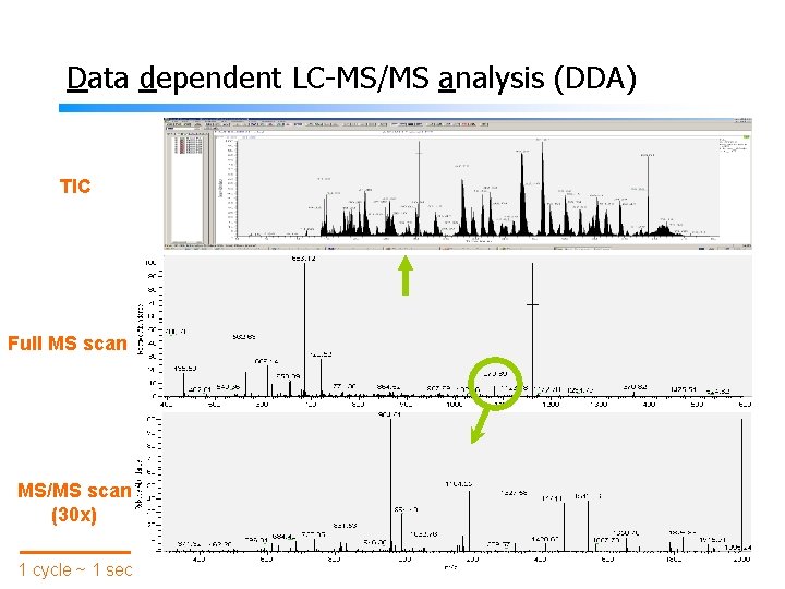 Data dependent LC-MS/MS analysis (DDA) TIC Full MS scan MS/MS scan (30 x) 1