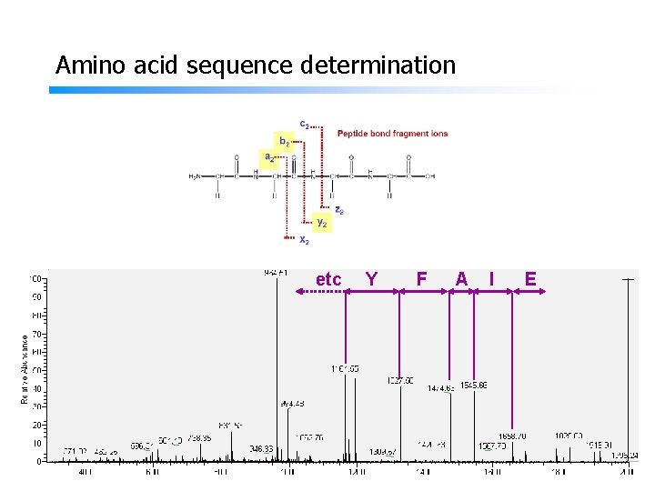 Amino acid sequence determination etc Y F A I E 