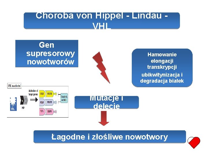 Choroba von Hippel - Lindau VHL Gen supresorowy nowotworów Hamowanie elongacji transkrypcji ubikwitynizacja i