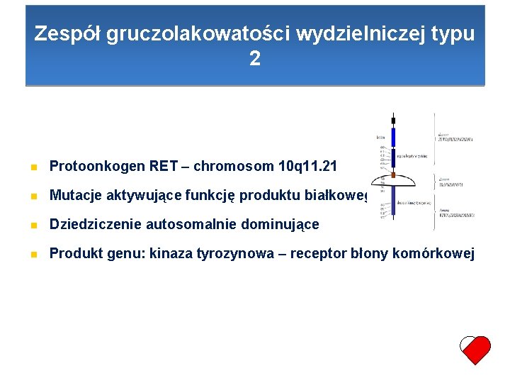Zespół gruczolakowatości wydzielniczej typu 2 Protoonkogen RET – chromosom 10 q 11. 21 Mutacje