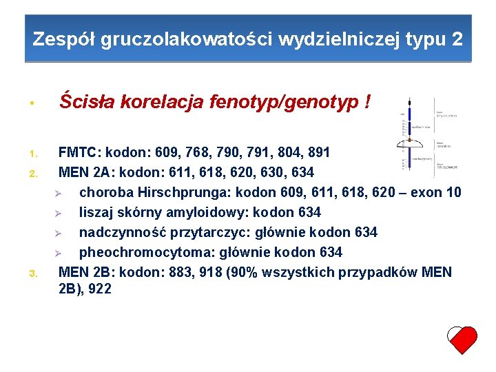 Zespół gruczolakowatości wydzielniczej typu 2 • 1. 2. 3. Ścisła korelacja fenotyp/genotyp ! FMTC: