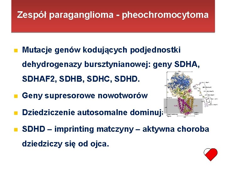 Zespół paraganglioma - pheochromocytoma Mutacje genów kodujących podjednostki dehydrogenazy bursztynianowej: geny SDHA, SDHAF 2,