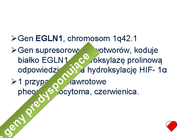  Gen EGLN 1, chromosom 1 q 42. 1 Gen supresorowy nowotworów, koduje e