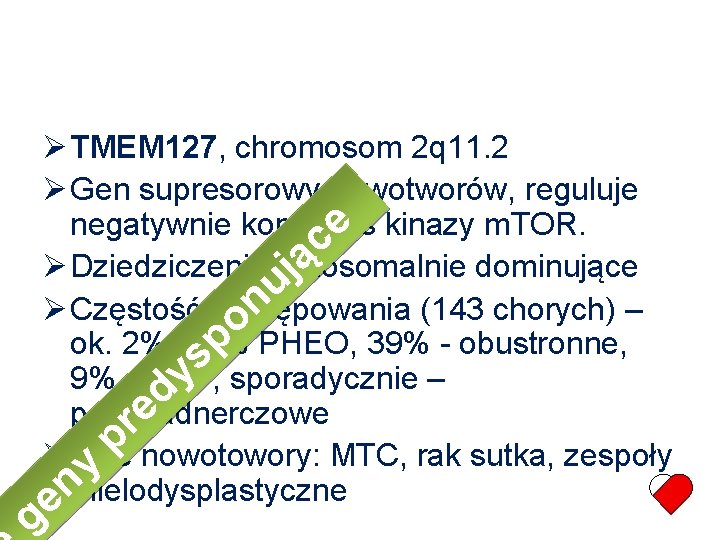  TMEM 127, chromosom 2 q 11. 2 Gen supresorowy nowotworów, reguluje negatywnie kompleks