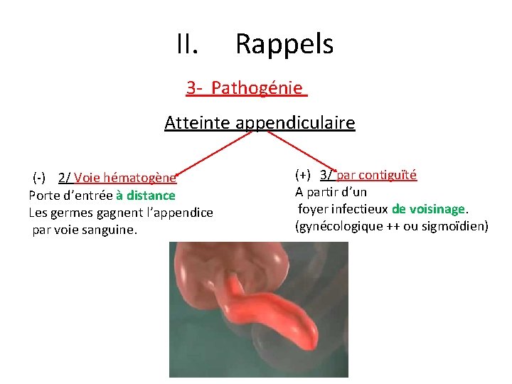 II. Rappels 3 - Pathogénie Atteinte appendiculaire (-) 2/ Voie hématogène Porte d’entrée à