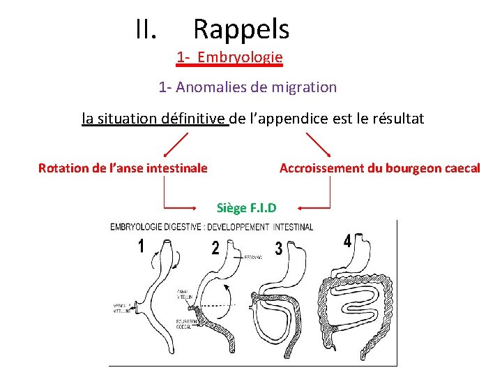 II. Rappels 1 - Embryologie 1 - Anomalies de migration la situation définitive de