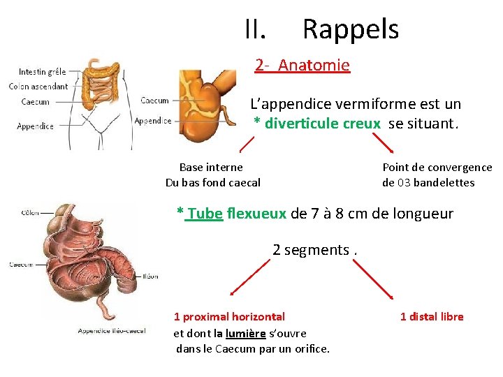 II. Rappels 2 - Anatomie L’appendice vermiforme est un * diverticule creux se situant.