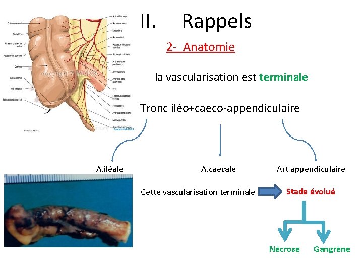 II. Rappels 2 - Anatomie v la vascularisation est terminale Tronc iléo+caeco-appendiculaire A. iléale