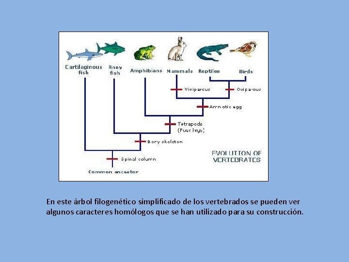 En este árbol filogenético simplificado de los vertebrados se pueden ver algunos caracteres homólogos