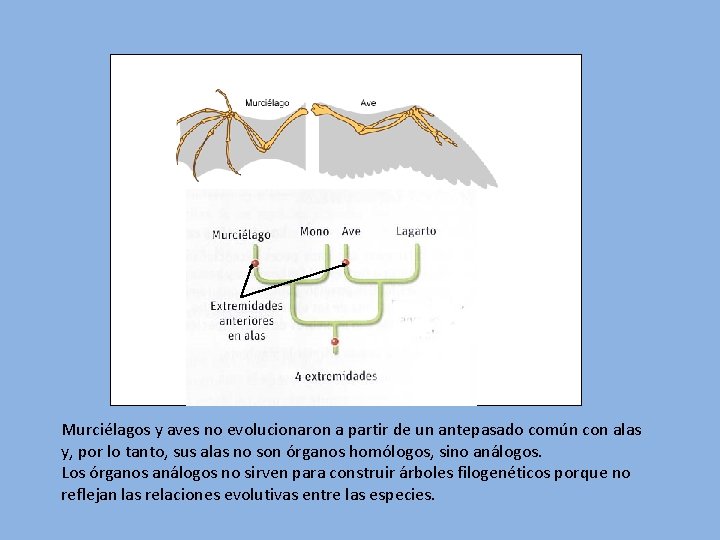 Murciélagos y aves no evolucionaron a partir de un antepasado común con alas y,