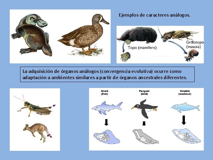 Ejemplos de caracteres análogos. La adquisición de órganos análogos (convergencia evolutiva) ocurre como adaptación