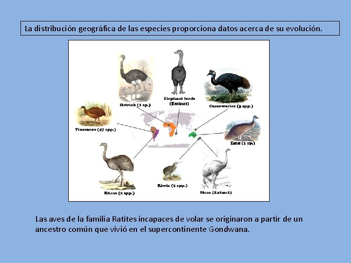 La distribución geográfica de las especies proporciona datos acerca de su evolución. Las aves