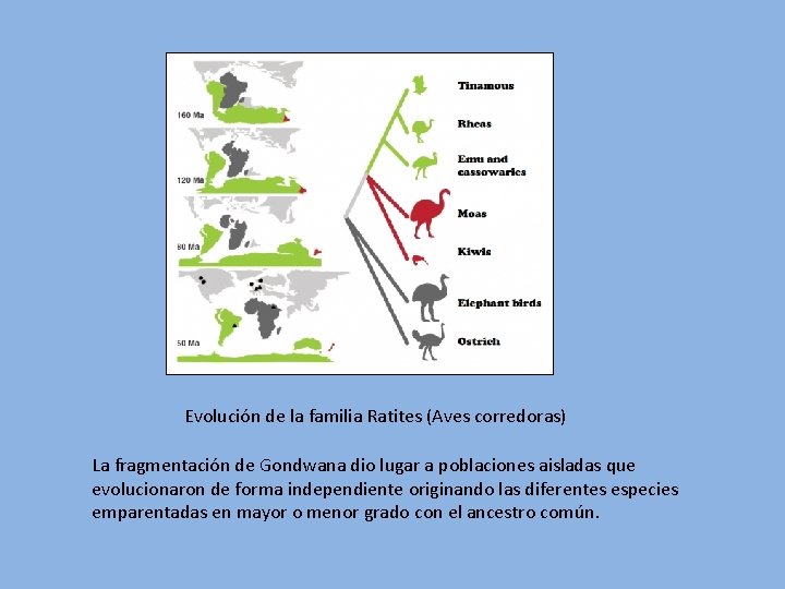 Evolución de la familia Ratites (Aves corredoras) La fragmentación de Gondwana dio lugar a