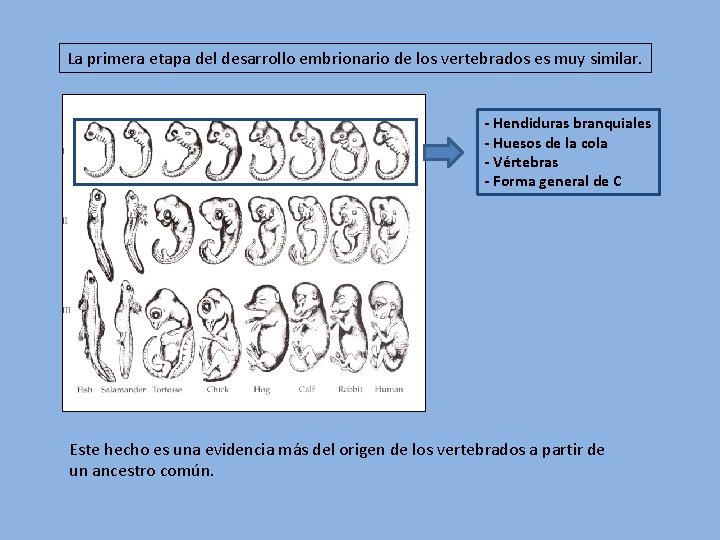 La primera etapa del desarrollo embrionario de los vertebrados es muy similar. - Hendiduras