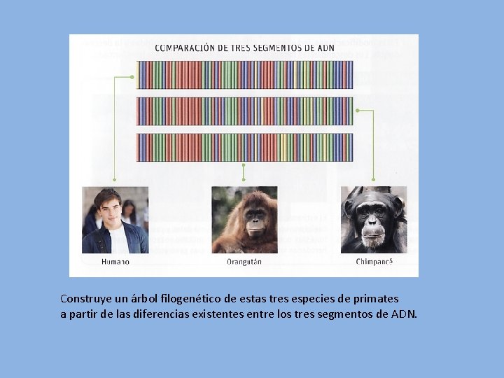 Construye un árbol filogenético de estas tres especies de primates a partir de las