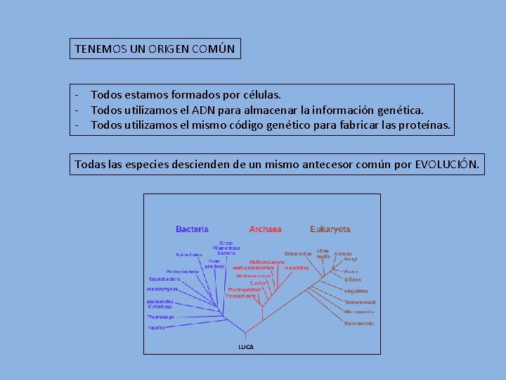 TENEMOS UN ORIGEN COMÚN - Todos estamos formados por células. - Todos utilizamos el