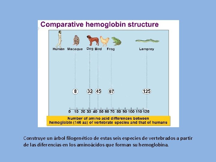 Construye un árbol filogenético de estas seis especies de vertebrados a partir de las