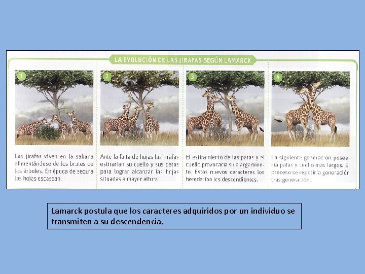 Lamarck postula que los caracteres adquiridos por un individuo se transmiten a su descendencia.