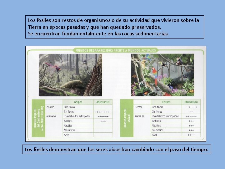 Los fósiles son restos de organismos o de su actividad que vivieron sobre la