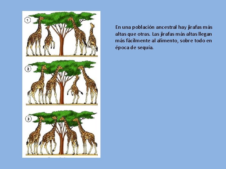 En una población ancestral hay jirafas más altas que otras. Las jirafas más altas