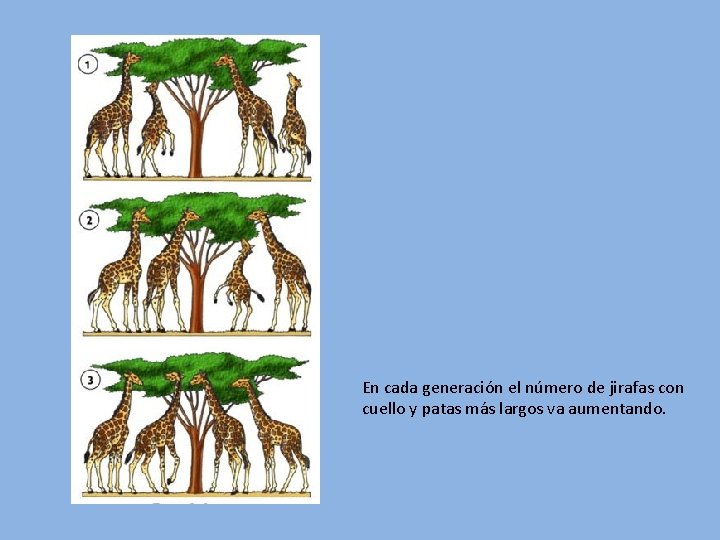 En cada generación el número de jirafas con cuello y patas más largos va