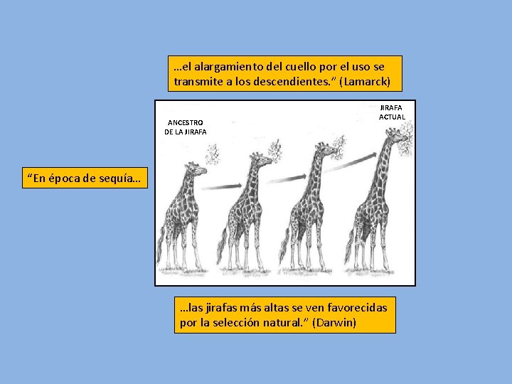 …el alargamiento del cuello por el uso se transmite a los descendientes. ” (Lamarck)