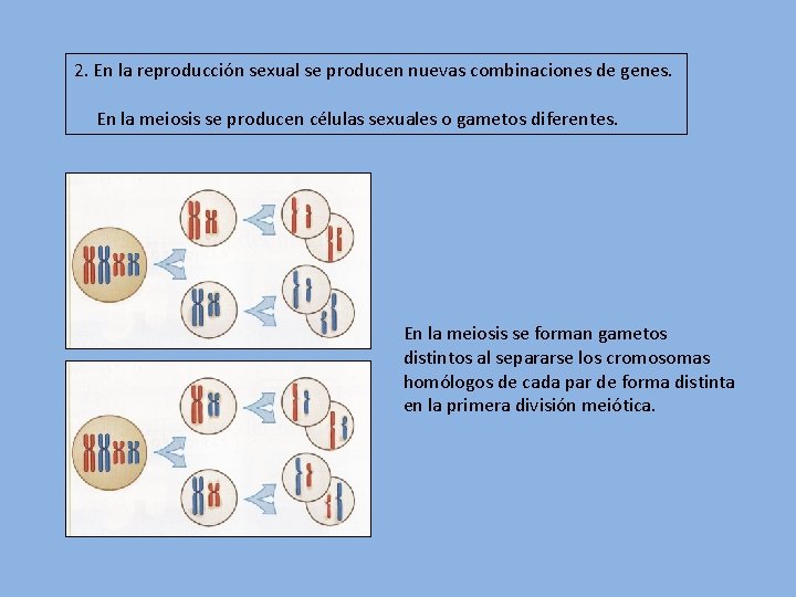 2. En la reproducción sexual se producen nuevas combinaciones de genes. En la meiosis