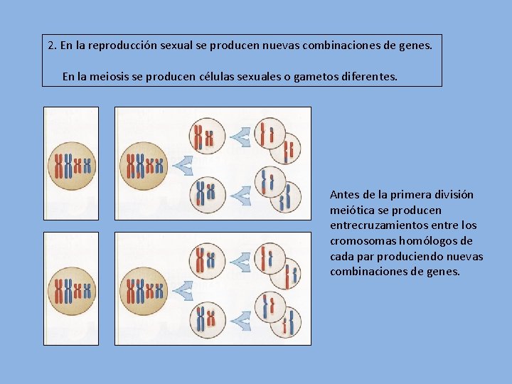 2. En la reproducción sexual se producen nuevas combinaciones de genes. En la meiosis