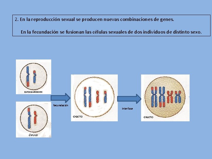 2. En la reproducción sexual se producen nuevas combinaciones de genes. En la fecundación