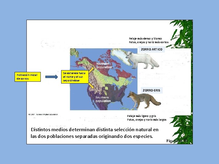 Pelaje más denso y blanco Patas, orejas y nariz más cortos ZORRO ARTICO Población