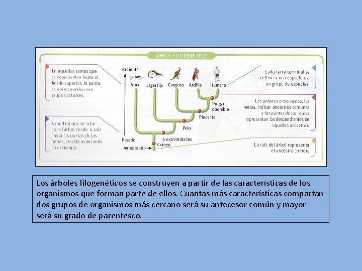 Los árboles filogenéticos se construyen a partir de las características de los organismos que